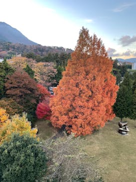 彫刻の森美術館に投稿された画像（2025/11/24）