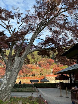 勝尾寺に投稿された画像（2025/11/24）