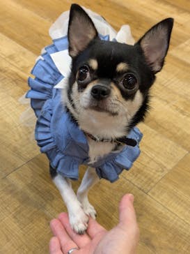 いぬカフェRio イオンモール常滑店に投稿された画像（2025/11/24）