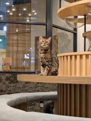 いぬカフェRio イオンモール常滑店に投稿された画像（2025/11/24）