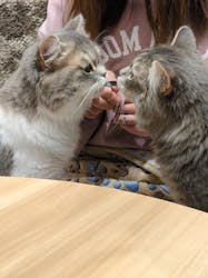 いぬカフェRio イオンモール常滑店に投稿された画像（2025/11/24）