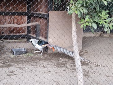 恩賜上野動物園に投稿された画像（2025/11/24）