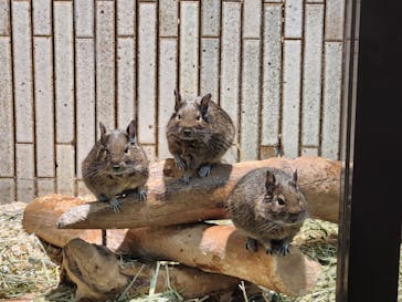 恩賜上野動物園に投稿された画像（2025/11/24）