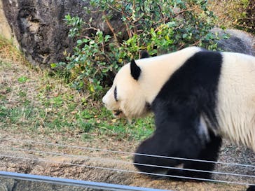 恩賜上野動物園に投稿された画像（2025/11/24）