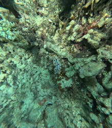 石垣島 ADVENTURE PiPi（イシガキジマアドベンチャーピピ）に投稿された画像（2025/11/24）