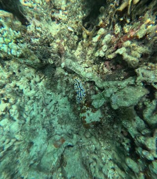 石垣島 ADVENTURE PiPi（イシガキジマアドベンチャーピピ）に投稿された画像（2025/11/24）