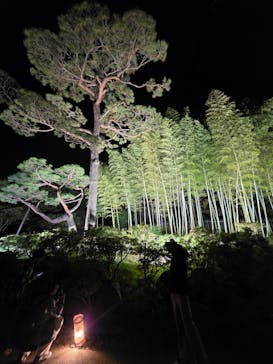 国営昭和記念公園 秋の夜散歩に投稿された画像（2025/11/24）