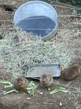 こども動物自然公園（埼玉県公園緑地協会）に投稿された画像（2025/11/24）