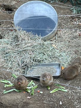 こども動物自然公園（埼玉県公園緑地協会）に投稿された画像（2025/11/24）