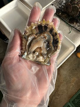 真珠工房 真珠の里に投稿された画像（2025/11/24）