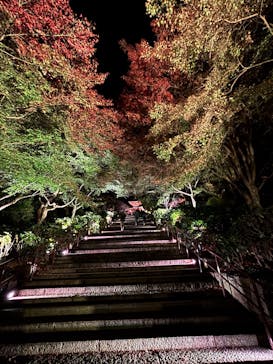 勝尾寺に投稿された画像（2025/11/24）