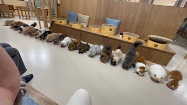 Cat Café MOFF 枚方モール店に投稿された画像（2025/11/24）