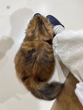 Cat Café MOFF 枚方モール店に投稿された画像（2025/11/24）