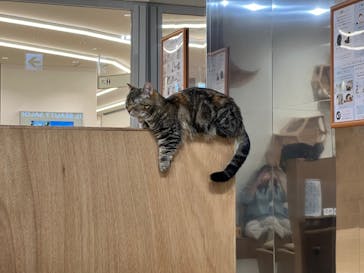 Cat Café MOFF 枚方モール店に投稿された画像（2025/11/24）