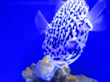 幼魚水族館に投稿された画像（2025/11/24）