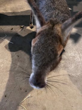 霞ケ浦 どうぶつとみんなのいえに投稿された画像（2025/11/24）