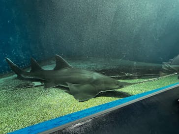 マクセル アクアパーク品川に投稿された画像（2025/11/24）