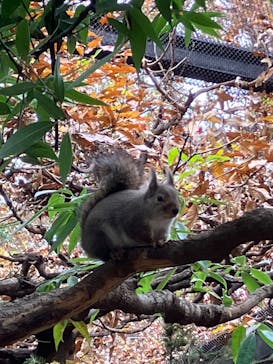 井の頭自然文化園に投稿された画像（2025/11/24）