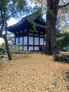 三溪園に投稿された画像（2025/11/24）