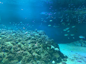 葛西臨海水族園に投稿された画像（2025/11/24）