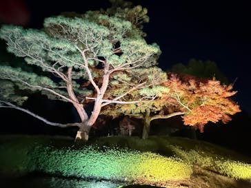 国営昭和記念公園 秋の夜散歩に投稿された画像（2025/11/24）