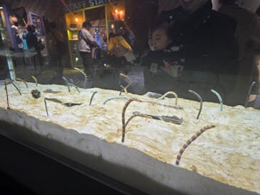 京都水族館に投稿された画像（2025/11/24）