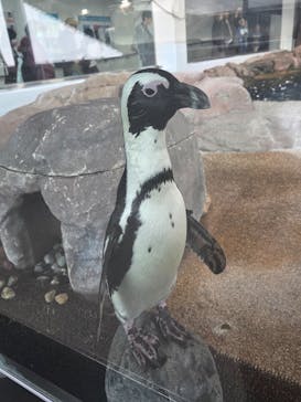 京都水族館に投稿された画像（2025/11/24）