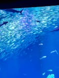 アクアワールド茨城県大洗水族館に投稿された画像（2025/11/24）