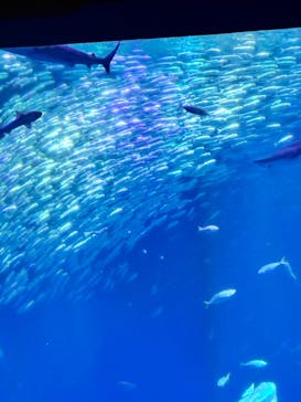 アクアワールド茨城県大洗水族館に投稿された画像（2025/11/24）