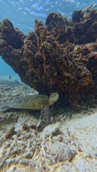 宮古島 ADVENTURE PiPi（ミヤコジマ アドベンチャー ピピ）に投稿された画像（2025/11/24）