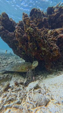 宮古島 ADVENTURE PiPi（ミヤコジマ アドベンチャー ピピ）に投稿された画像（2025/11/24）