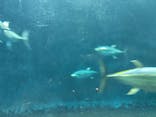 葛西臨海水族園に投稿された画像（2025/11/24）