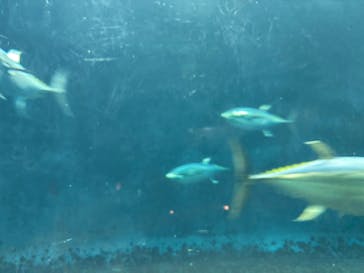 葛西臨海水族園に投稿された画像（2025/11/24）