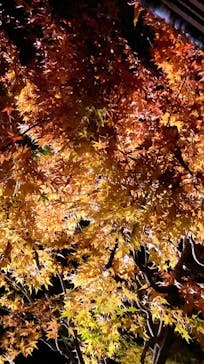 江戸東京たてもの園に投稿された画像（2025/11/24）