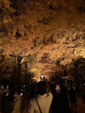 国営昭和記念公園 秋の夜散歩に投稿された画像（2025/11/24）