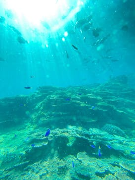 串本海中公園水族館に投稿された画像（2025/11/24）