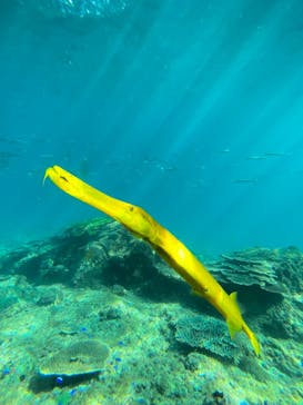 串本海中公園水族館に投稿された画像（2025/11/24）