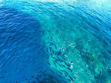 串本海中公園水族館に投稿された画像（2025/11/24）