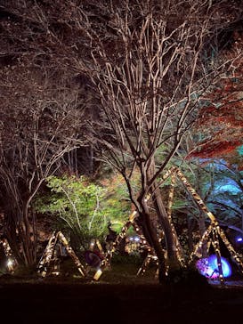 修善寺虹の郷に投稿された画像（2025/11/24）