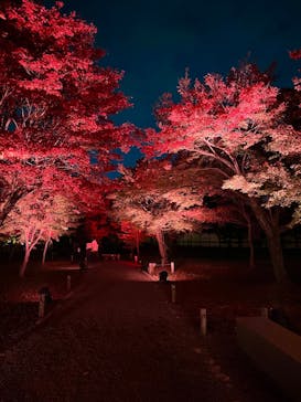 NAKED meets 二条城 2025 観月に投稿された画像（2025/11/24）