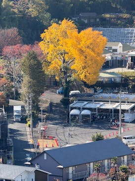 小田原城に投稿された画像（2025/11/24）