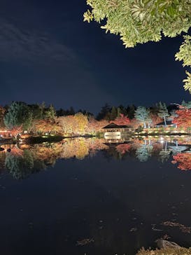 国営昭和記念公園 秋の夜散歩に投稿された画像（2025/11/24）