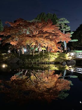 国営昭和記念公園 秋の夜散歩に投稿された画像（2025/11/24）