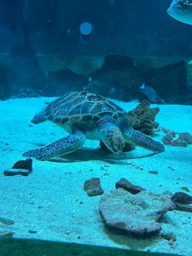 南知多ビーチランド＆南知多おもちゃ王国に投稿された画像（2025/11/24）