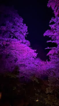 ニジゲンノモリに投稿された画像（2025/11/24）