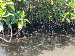 西表島 ADVENTURE PiPi（アドベンチャーピピ）に投稿された画像（2025/11/24）