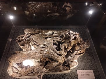 福井県立恐竜博物館に投稿された画像（2025/11/25）