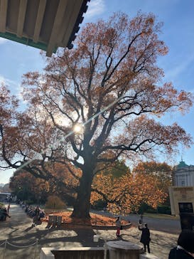 東京国立博物館に投稿された画像（2025/11/25）