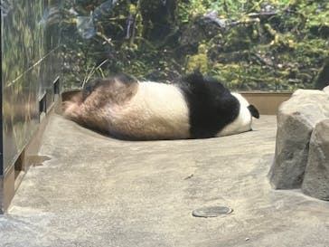 恩賜上野動物園に投稿された画像（2025/11/25）