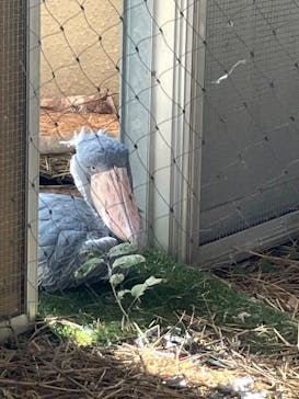 恩賜上野動物園に投稿された画像（2025/11/25）